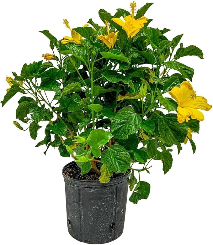 Hibiscus Live Plant - Yellow Hibiscus Bush - Flowering Plants - Yellow Ft. Myers - Overall Height 26" to 28" - (Plant Only)
