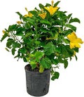 Hibiscus Live Plant - Yellow Hibiscus Bush - Flowering Plants - Yellow Ft. Myers - Overall Height 26" to 28" - (Plant Only)