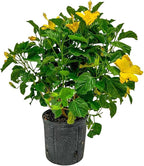 Hibiscus Live Plant - Yellow Hibiscus Bush - Flowering Plants - Yellow Ft. Myers - Overall Height 26" to 28" - (Plant Only)