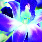 KaBloom - Blue Sapphire Orchid Bouquet of 10 Fresh Blue Orchid with Vase - Fresh Flowers for Birthday, Valentine's & Mother's Day