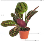 Shop Succulents Maranta Red, Hanging Live Indoor Plant, Prayer Plant, Easy Care Hanging Trailing Houseplant in Nursery Pot, Air Purifying Plant in Soil, Housewarming, Home Décor, Trails 4-6 Inches