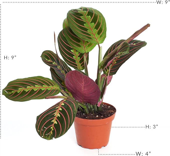 Shop Succulents Maranta Red, Hanging Live Indoor Plant, Prayer Plant, Easy Care Hanging Trailing Houseplant in Nursery Pot, Air Purifying Plant in Soil, Housewarming, Home Décor, Trails 4-6 Inches