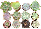 Colorful Succulents (12 Pack) - Assorted 2 Inch - Live Succulent Plants - Fully Rooted Succulents