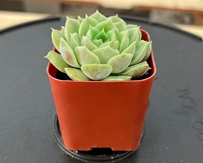 Sprout N Green Echeveria cv. Onslow, Live Succulent Plant Fully Rooted in 2" Pot, House Plant for Indoor Outdoor Home Office Wedding Decoration DIY Projects Party Favor, Pets Friendly, Easy to Care