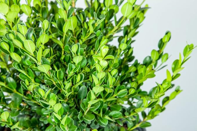 Perfect Plants wintergreen bush boxwood, 1 gallon, Includes Plant Food