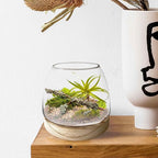 6 Inch Plant Glass Terrarium with Removable Wooden Base for Succulents Glass Bowl for Air Plant Cactus Moss (Plants not Included)