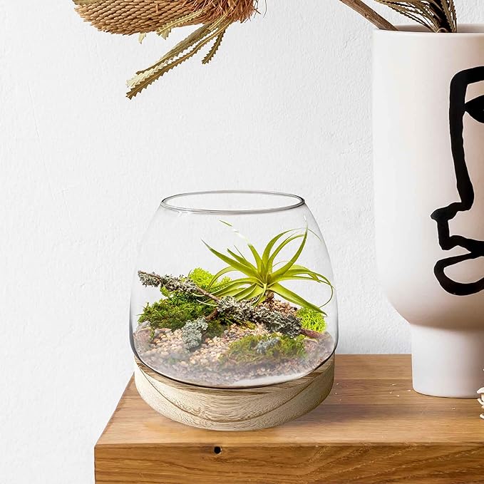 6 Inch Plant Glass Terrarium with Removable Wooden Base for Succulents Glass Bowl for Air Plant Cactus Moss (Plants not Included)