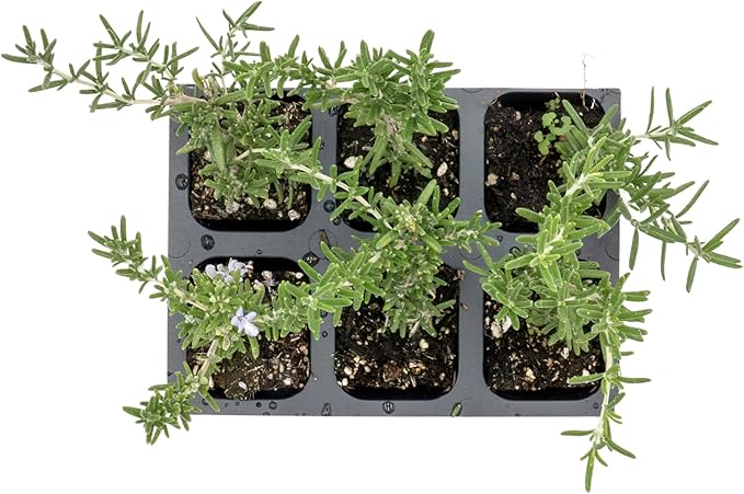 6 Creeping Rosemary in 2.5” Nursery Cubes (Rosmarinus officinalis ‘Prostratus’) | Evergreen Aromatic Groundcover Herb for Rock Gardens, Walls & Containers | Ready-to-Plant Live Starter Plants
