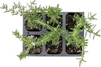 6 Creeping Rosemary in 2.5” Nursery Cubes (Rosmarinus officinalis ‘Prostratus’) | Evergreen Aromatic Groundcover Herb for Rock Gardens, Walls & Containers | Ready-to-Plant Live Starter Plants