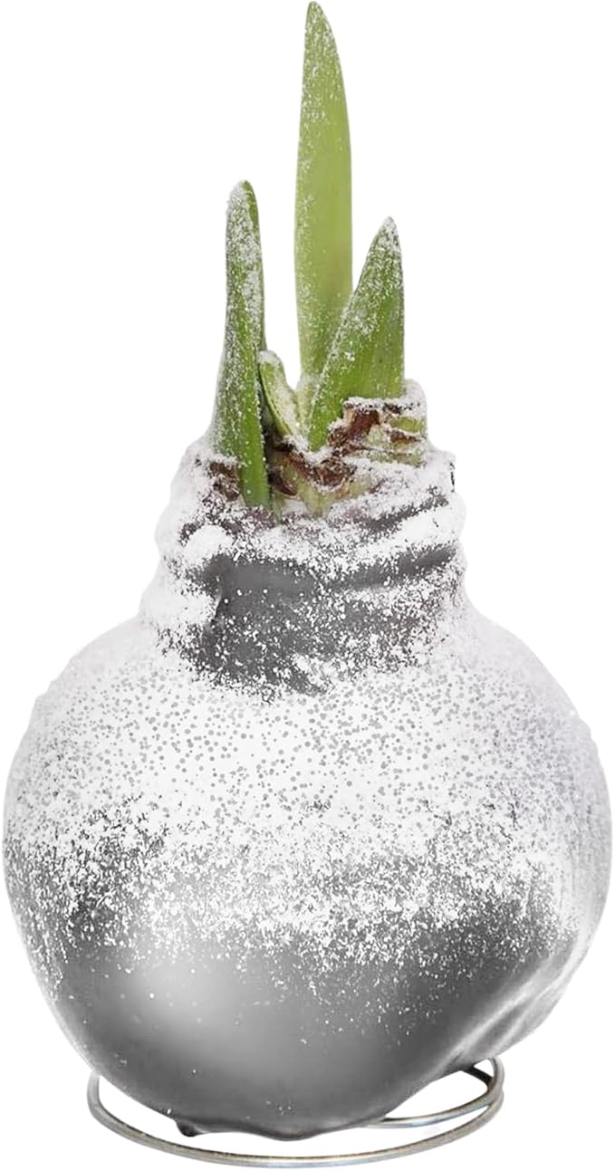 Snow Flecked Waxed Amaryllis Bulb – Silver Wax with Red Blooms – Live Holiday Gift Plant, Easy Care, No Watering Needed