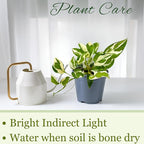 Live Pothos Plant Njoy - Easy to Care & Grow Vining Live Indoor Houseplant - Air Purifying Trailing Plant in Pot - Flowers for Home Office Room Decor & Gift (Heat Pack Included)
