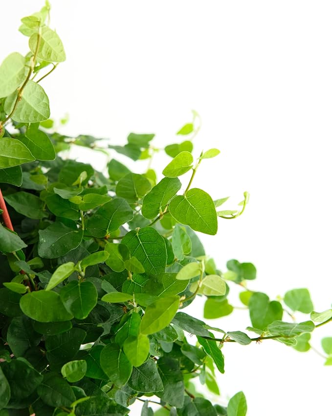 Shop Succulents Ficus Repens Creeping Fig, Live Indoor Plant, Low Maintenance Trailing Houseplant, Ideal for Home Decor, Office, and Room Enhancement, 6 Inch Nursery Pot