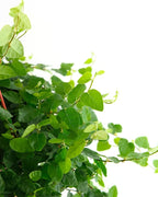 Shop Succulents Ficus Repens Creeping Fig, Live Indoor Plant, Low Maintenance Trailing Houseplant, Ideal for Home Decor, Office, and Room Enhancement, 6 Inch Nursery Pot