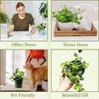 Peperomia Live Plant in 4" Pot - Peperomia Hope Live Plant - Natural Air Purifier Indoor HousePlant - Live Plants for Home Office Wedding Decor & Birthday Gift (Heat Pack Included)