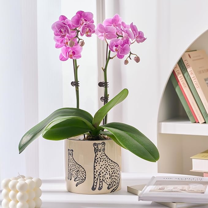 STHIE 5 Inch Ceramic Planters for Indoor Plants, Funny Small Plant Pots with Drainage, Unique Decorative Cute Flower Pot Panthers Round Flowerpots
