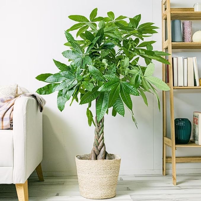 RedCrocus Money Tree Pachira aquatica Indoor Plant- Lucky, Easy Care, Pet Safe, Decorative Foliage 6" Pot