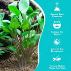 Cryptocoryne Wendtii Green Bare Root - Versatile and Durable ¬- Classic Plant - Mid-Ground Positioning - All Natural & Organic Aquatic Plant - Long Lasting & Easy to Care - 2" Pot