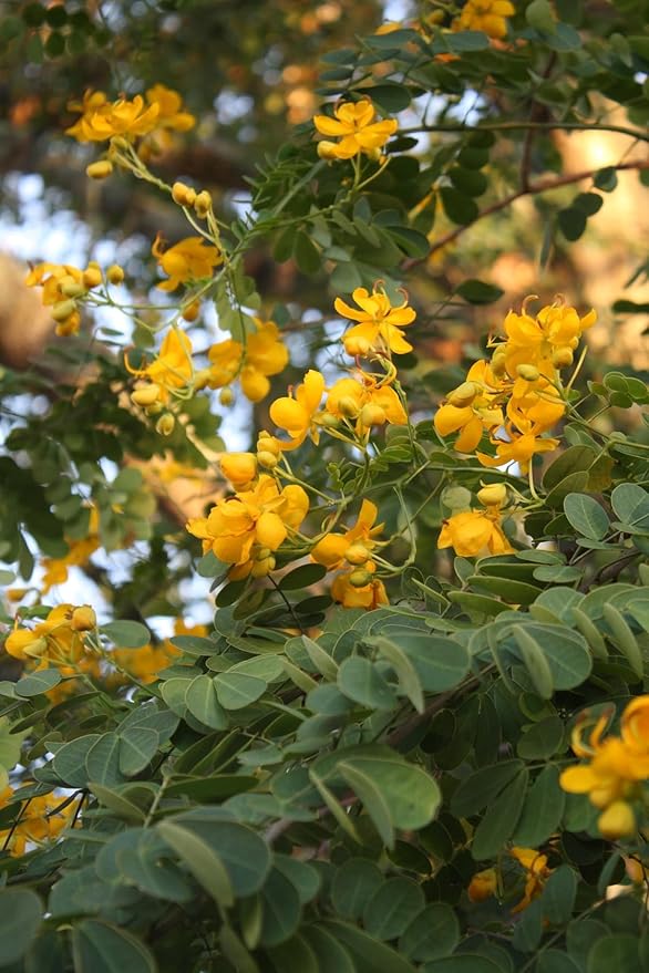 Cassia ‘Butterfly Bush’ (Senna bicapsularis) 2-Pack – 4-6 Inch Live Plants – Money Bush, Winter Cassia - Fast-Growing, Butterfly Magnet, Lush Tropical Foliage