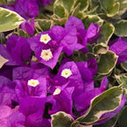 2 Bougainvillea Live Plants, Tropical Bougainvillea Flowering Vine, Fast Growing Outdoor and Container Plant, 4-8'' Tall (Variegated Purple Blooms)