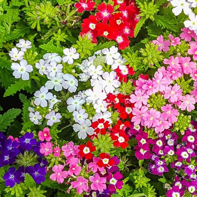 3 Mixed Verbena Plants Live, Hardy Perennial Flower, 4-8 Inches Tall, Outdoor Garden Plant