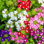 3 Mixed Verbena Plants Live, Hardy Perennial Flower, 4-8 Inches Tall, Outdoor Garden Plant