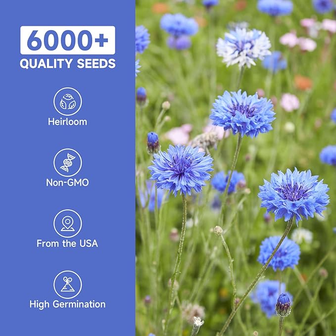 Groundio 6000+ Bachelor Button Seeds Tall Blue, Non-GMO Heirloom Cornflower Seeds, Stunning Blue Wildflower Seeds Easy to Grow, Perfect for Wildflower & Pollinator Gardens (Centaurea cyanus)