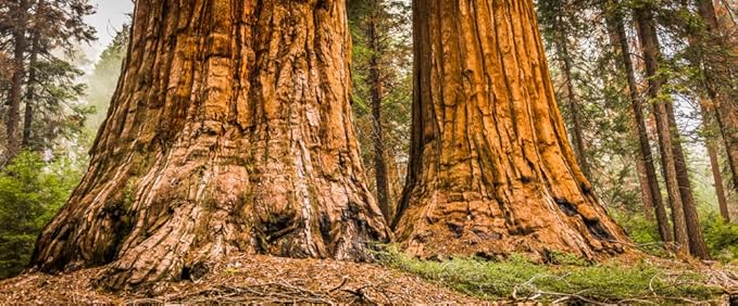 California Dawn Redwood Bonsai Tree Seeds - 30 Seeds - Ships from Iowa, USA