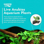 Live Anubias Barteri (Nana) Rooted on Driftwood - Absorb Impurities & Toxicness for Water - All Natural & Organic Aquatic Plant - Long Lasting & Easy to Care - Medium