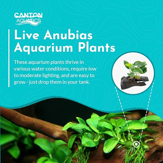 Live Anubias Barteri (Nana) Rooted on Driftwood - Absorb Impurities & Toxicness for Water - All Natural & Organic Aquatic Plant - Long Lasting & Easy to Care - Medium
