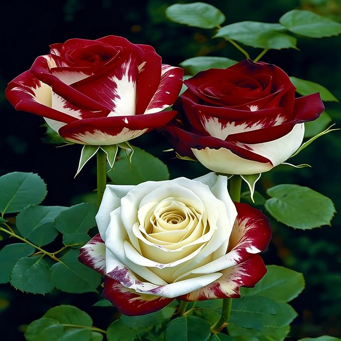 Rare Twin Red White Rose Seeds for Planting, 100+pcs Rare Red White Rose Flower Seeds Plants,Non-GMO Heirloom Home Garden Ground Cover Beauty Flowers for Outdoors Indoors