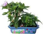 Grow Your Own Flower Princess Palace Terrarium Starter Kit - Blooming Jewelweed & Princess Flowers, Includes Pony, Royal Gems & Complete Supplies to Start Growing in a Week