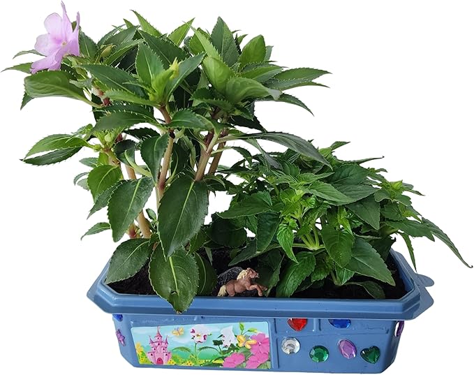 Grow Your Own Flower Princess Palace Terrarium Starter Kit - Blooming Jewelweed & Princess Flowers, Includes Pony, Royal Gems & Complete Supplies to Start Growing in a Week