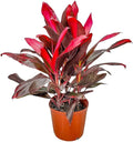 Hawaiian Ti Cordyline Plant - Tropical Foliage Plant - Overall Height 26" to 32" - Tropical Plants of Florida (Plant Only)