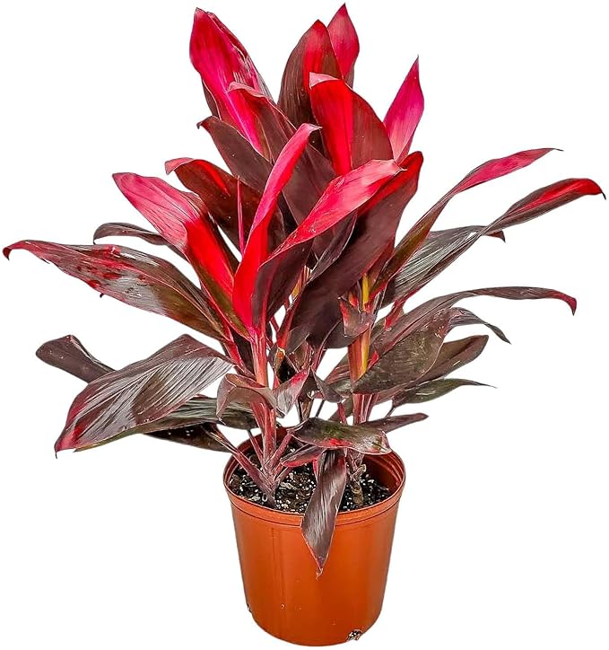 Hawaiian Ti Cordyline Plant - Tropical Foliage Plant - Overall Height 26" to 32" - Tropical Plants of Florida (Plant Only)