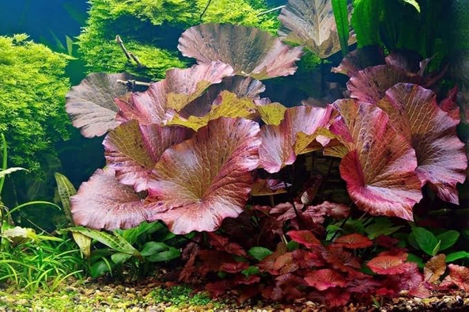 4 Red Aquarium Plants Rotala Ludwigia Super Wendtii Red Tiger Lotus Tropical Freshwater Live Aquarium Plant Decorations by Big Kahuna Aquatics