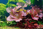 3X Tiger Lotus Bulbs Nymphaea Tiger Lotus Easy Live Aquarium Plants for Aquatic Freshwater Fish Tank