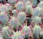 Live Succulent Cactus Plants from USKC (2" Pot) (Euphorbia Mammillaris Variegata)