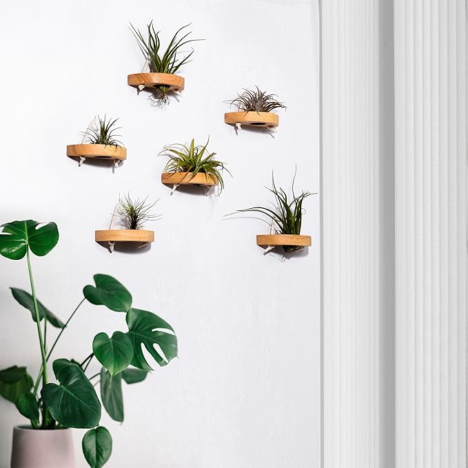 MITIME air plant holder, small air plant display stand. Wall mount to save space, wall decoration. (Plants not included) (Set of 6)