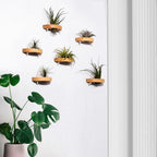MITIME air plant holder, small air plant display stand. Wall mount to save space, wall decoration. (Plants not included) (Set of 6)