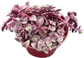 Sprout N Green Calico Kitten, Live Succulent Crassula Pellucida Variegata Fully Rooted in 4" Pot, Trailing Plant for Home Holiday Wedding Garden Hanging Decor, DIY Projects, Party Favor, Pet Friendly
