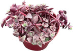 Sprout N Green Calico Kitten, Live Succulent Crassula Pellucida Variegata Fully Rooted in 4" Pot, Trailing Plant for Home Holiday Wedding Garden Hanging Decor, DIY Projects, Party Favor, Pet Friendly