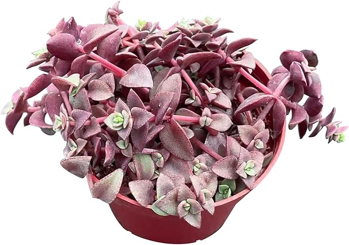 Sprout N Green Calico Kitten, Live Succulent Crassula Pellucida Variegata Fully Rooted in 4" Pot, Trailing Plant for Home Holiday Wedding Garden Hanging Decor, DIY Projects, Party Favor, Pet Friendly