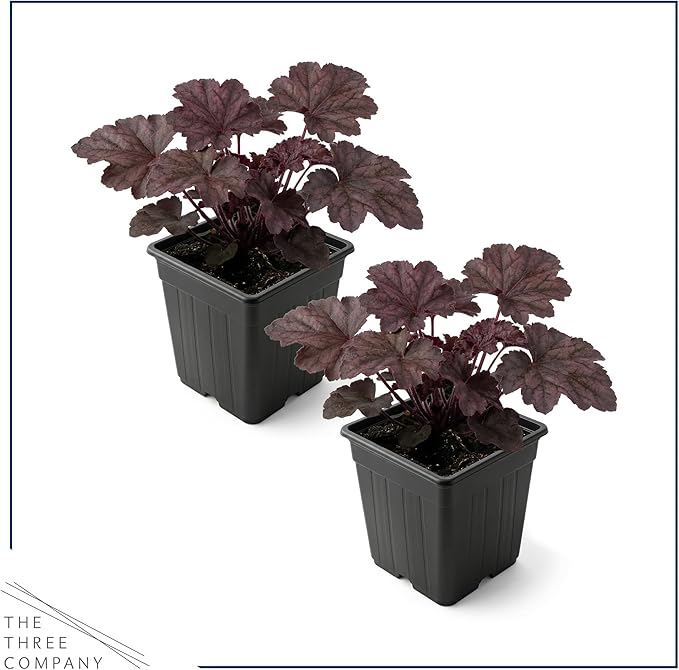 Live Heuchera Coral Bells 2-Pack – Purple Shades – Shade Perennial Foliage Plant, 10” Tall, 1 Qt Pot