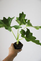 Mini Philodendron Selloum Hope Starter Live Plant Fairy Garden Tree Tropical Houseplant Gift Indoor Plant Low Maintenance Easy Care Plant