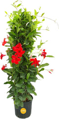 Costa Farms Live Plant Mandevilla Teepee in 12-Inch Grower Pot – Live Tropical Flowering Vine with Trellis | Large Trumpet Blooms in Red Flowers | Heat-Tolerant Climbing Plant for Patio or Garden