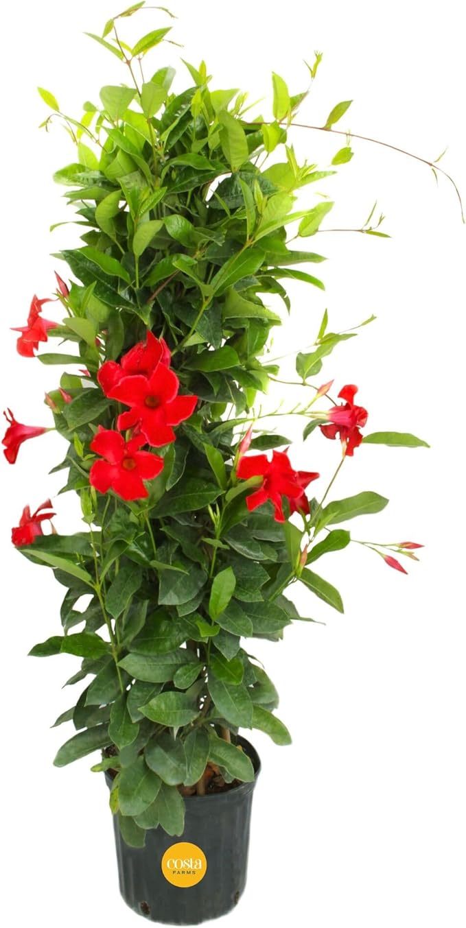 Costa Farms Live Plant Mandevilla Teepee in 12-Inch Grower Pot – Live Tropical Flowering Vine with Trellis | Large Trumpet Blooms in Red Flowers | Heat-Tolerant Climbing Plant for Patio or Garden