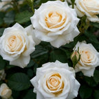 500+ Perennial Climbing Rose for Planting Bush Vine Climber Fragrant Butterfly Rare Non-GMO Heirloom Flower Seed Outdoor Garden