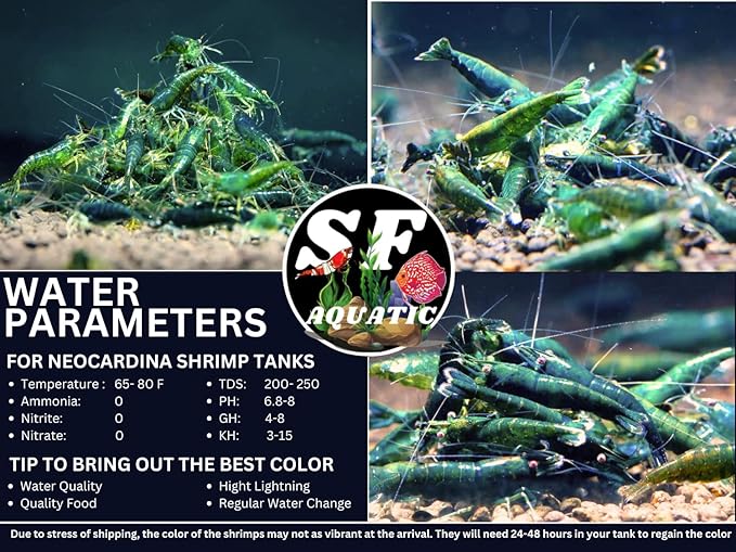 SF Aquatic™ 10 Green Diamond High Grade Neocaridina Live Freshwater Aquarium Shrimps Fully Mature Breeding Age. Live Arrival Guarantee.