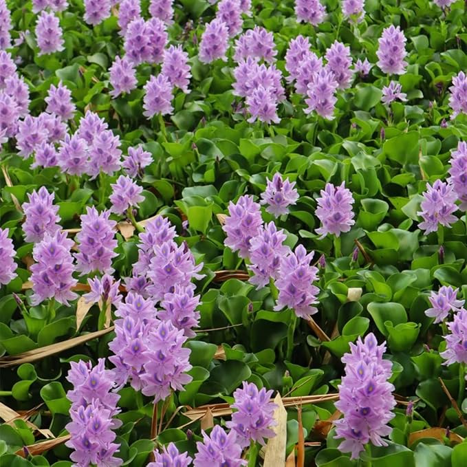 200 Water Hyacinth Seeds for Planting Pond Plants - Aquatic Plants for Water Gardens Koi Ponds and Outdoor Decor - Vibrant Water Plants for Natural Filtration and Backyard Ponds