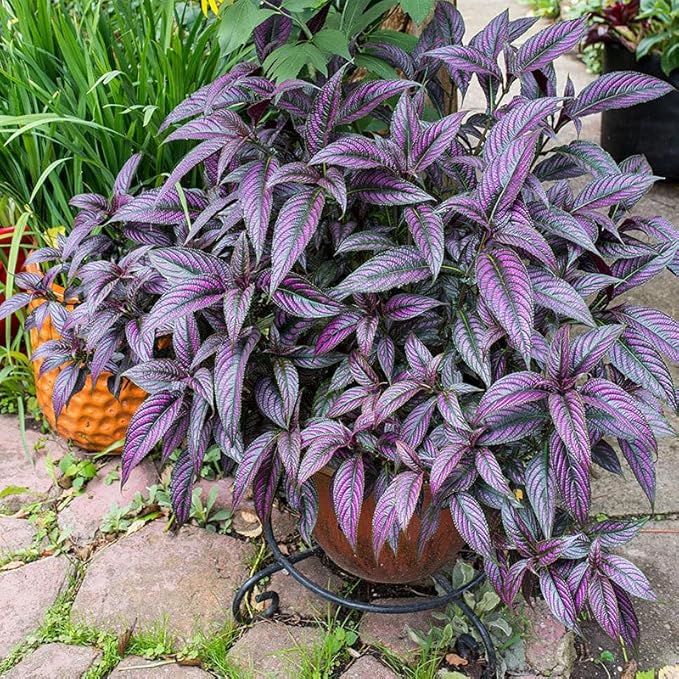 Persian Shield Live Plants | Pack of 2 (Two) | 5-9 Inch Strobilanthes Dyerianus | Royal Purple | Iridescent Metallic Foliage for Shade Garden or Indoor Houseplant